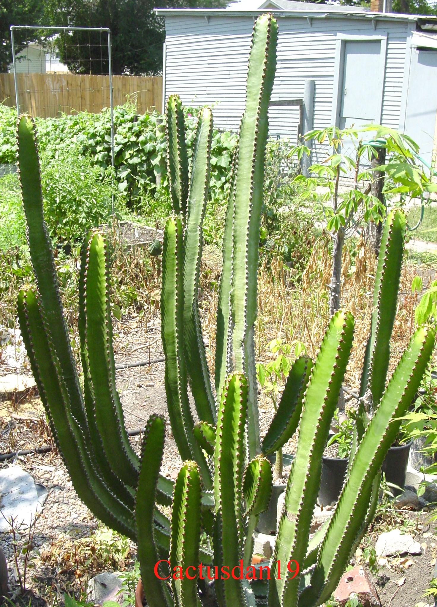 Candelabra Tree , Good Luck Cacti